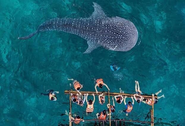 Oslob Whaleshark Watching Tour
