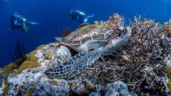 Scuba Diving Package